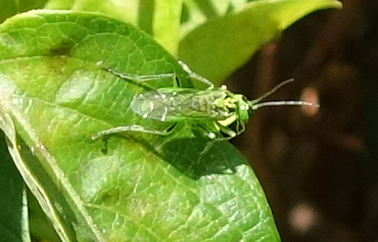Rhogogaster chlorosoma