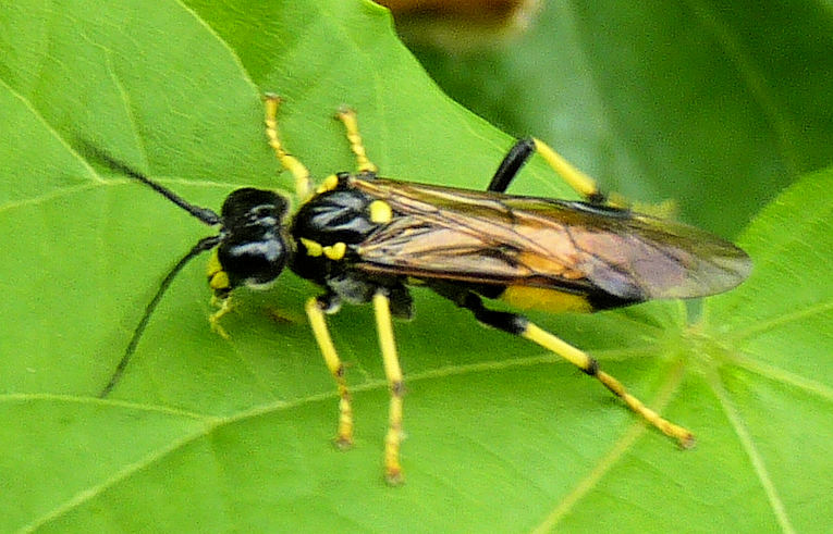 Tenthredo maculata ?