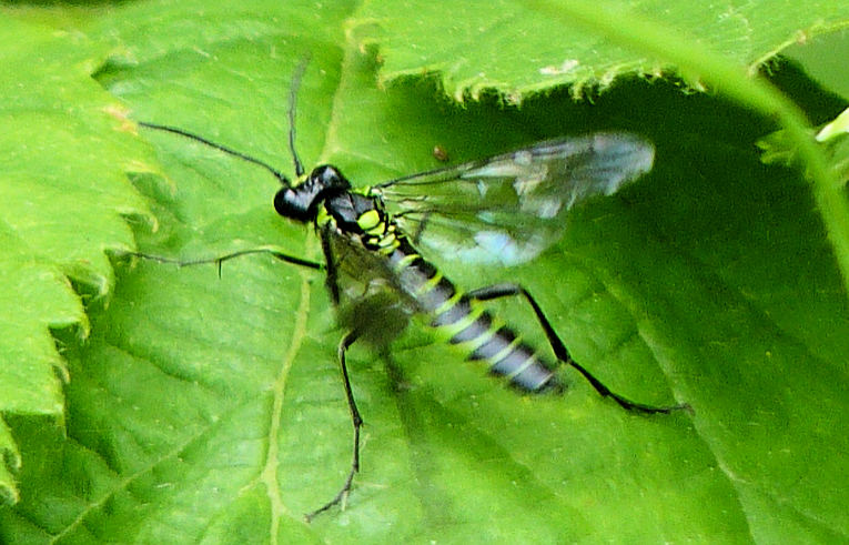 Tenthredo mesomela