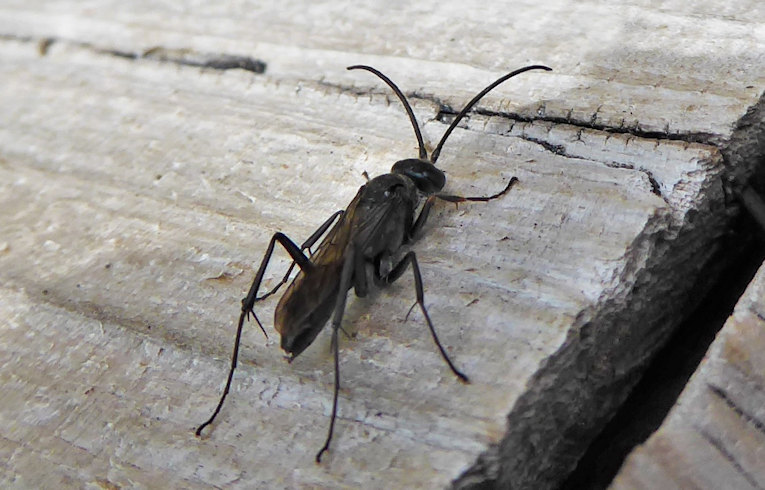 Auplopus carbonarius
