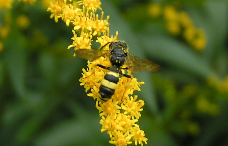 Cerceris rybensis