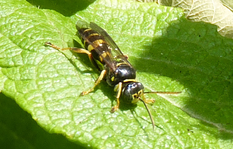 Ectemnius cephalotes