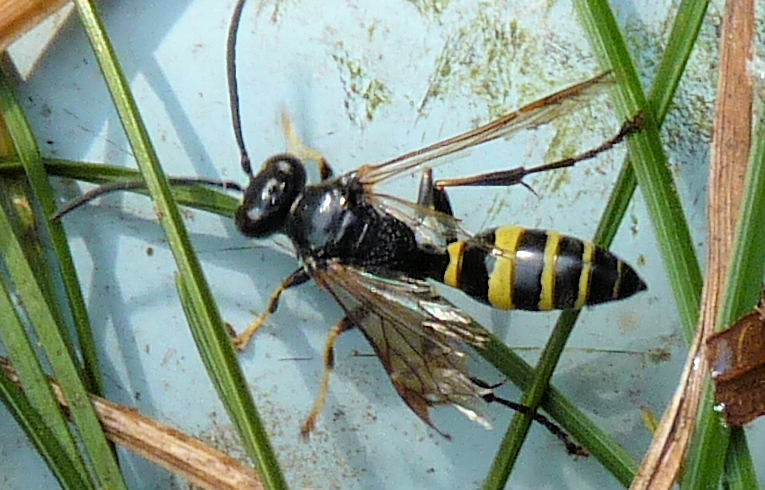 Gorytes sp.