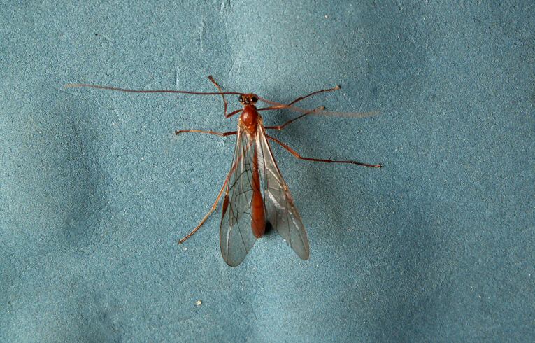 Ichneumon Wasp