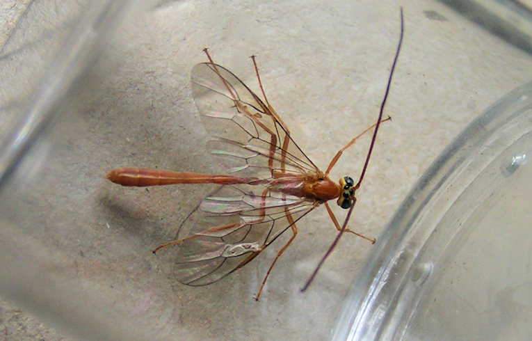 Ophion sp.