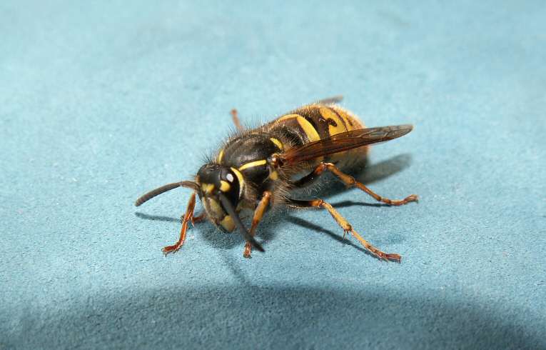 Common Wasp Vespula vulgaris