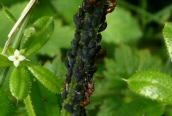Aphids on cleavers