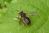 Anthidium manicatum