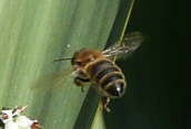 Honey Bee