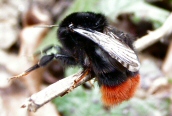 Red-tailed Bumble Bee