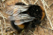 Bombus terrestris