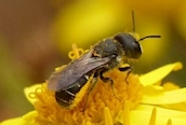 Heriades truncorum