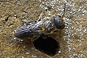 Heriades truncorum