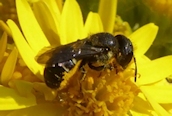 Hoplitis (Osmia) spinulosa