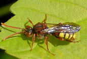 Nomada lathburiana