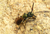 Nomada fabriciana