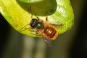 Osmia bicornis