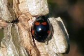 Exochomus 4-pustulatus