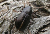 Darkling Beetle