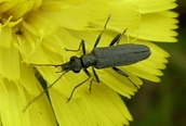 Oedemera lurida ?