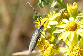 Agapanthia villosoviridescens