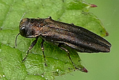 Agrilis (cuprescens?)