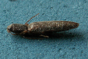 Agrypnus murinus
