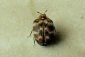 Carpet Beetle