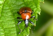 Attelabus nitens