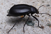Blaps mucronata