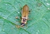 Cantharis (decipiens)