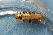 Cantharis (figurata)