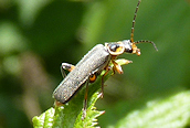 Cantharis (livida)