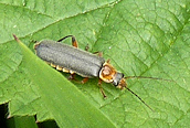 Cantharis (nigricans)