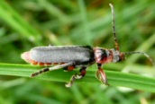 Cantharis (rustica)