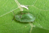 Cassida viridis