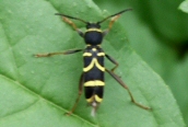 Clytus arietis