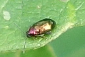 Crepidoera aurata