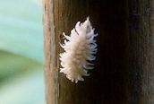 Cryptolaemus montrouzieri