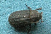 Scolytus scolytus