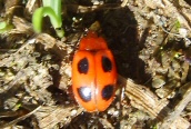 Endomychus coccineus