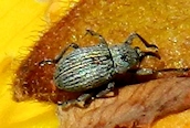 Exapion ulicis