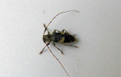 Leiopus nebulosus