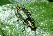 Malachite Beetle