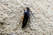 Metoecus paradoxus