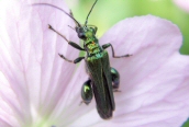 Swollen-thighed Beetle