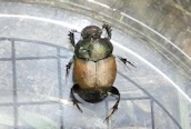 Onthophagus sp.