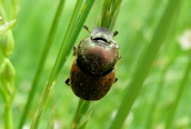 Onthophagus sp.