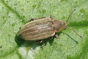 Phyllobius pyri