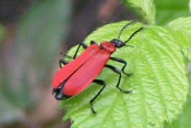 Black-headed Cardinal Beetle